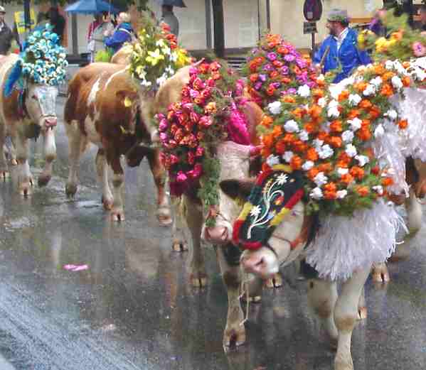 Almabtrieb festival in Kufstein, Austria cattle drive