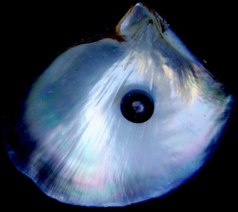 Oyster shell with a black pearl